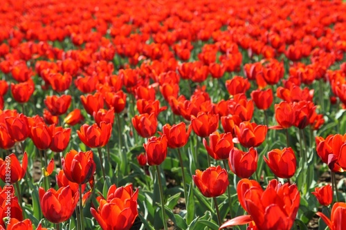 A field of beautiful red tulips  background