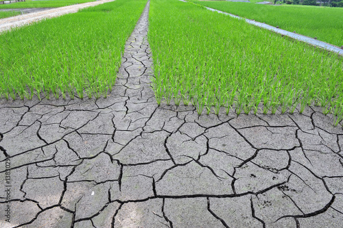 Lush Green Paddy of Rice 2 photo