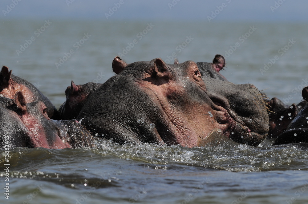 Hippo (Hippopotamus amphibius) at Naivasha Lake, Kenya Hippo (Hippopotamus amphibius) at Naivasha Lake, Kenya