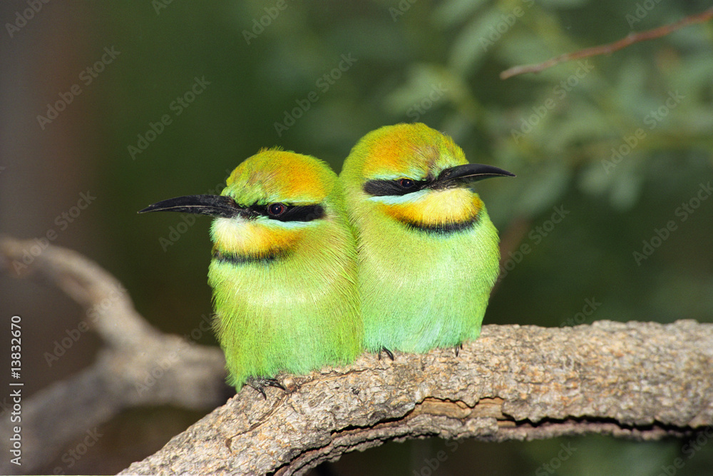 Obraz premium Rainbow Bee-eater