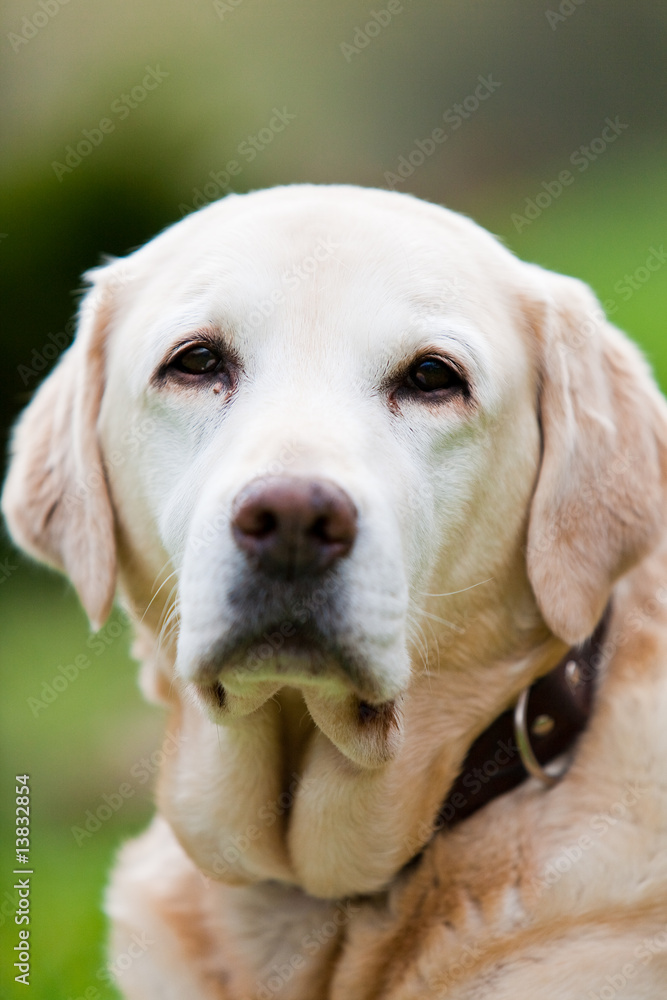 Labrador