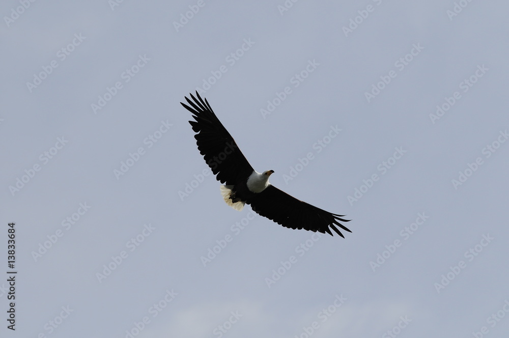 African fish eagle, Haliaeetus vociferoides in flight, Naivasha African fish eagle, Haliaeetus vociferoides in flight, Naivasha