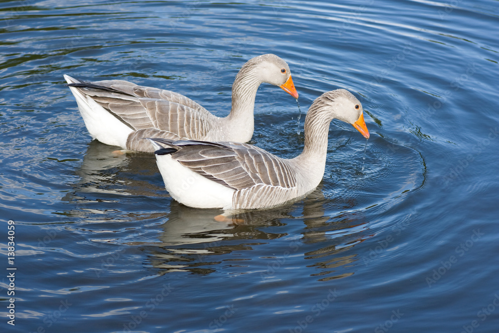 Greylag geese Greylag geese