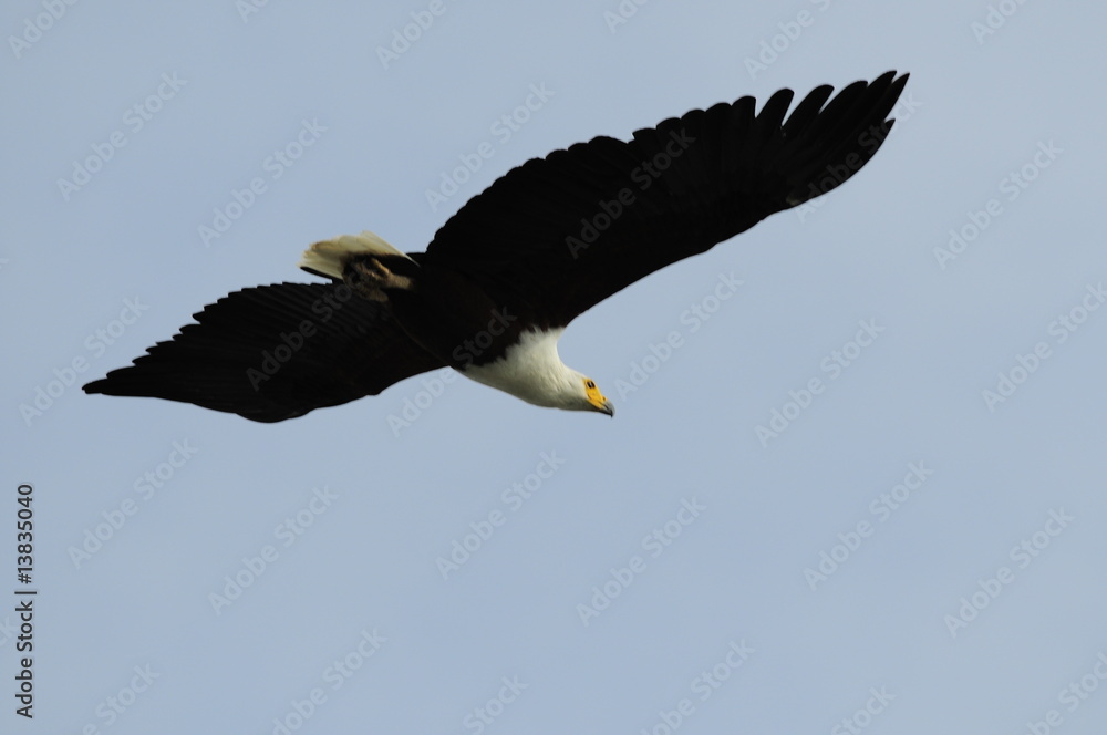 African fish eagle, Haliaeetus vociferoides in flight, Naivasha African fish eagle, Haliaeetus vociferoides in flight, Naivasha