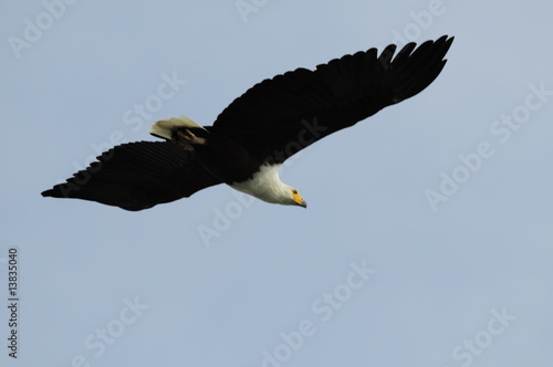 African fish eagle  Haliaeetus vociferoides in flight  Naivasha