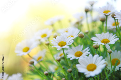 Daisy flowers (selective bokeh); spring series.