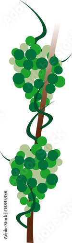 Weinrebe