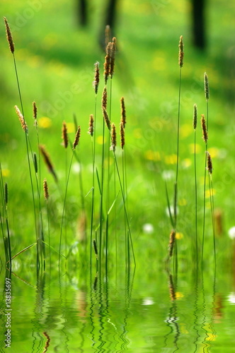 gras photo