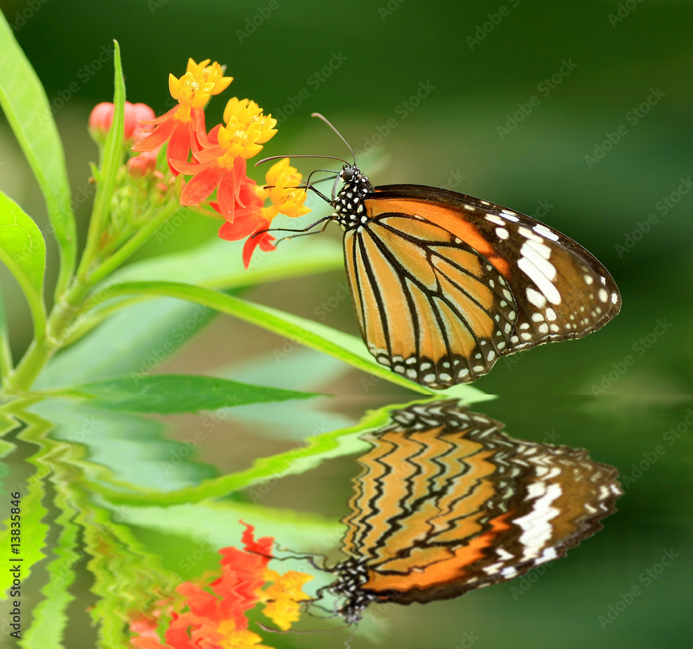 Fototapeta premium 蝶