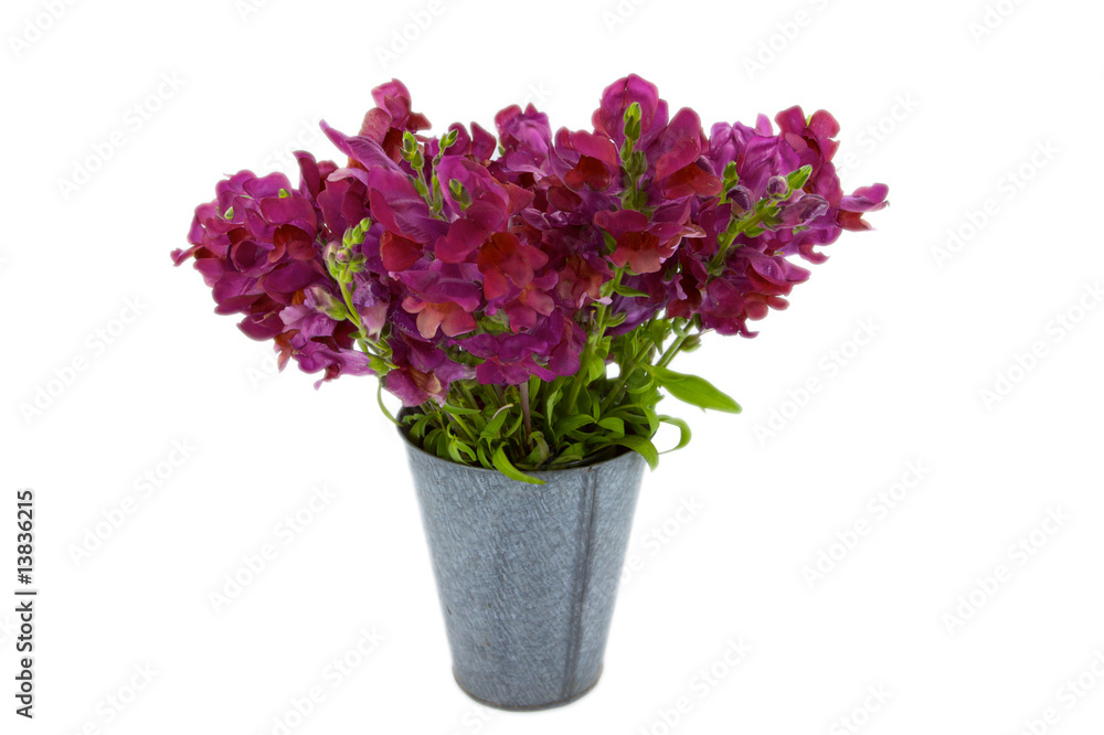 Violet Snap Dragon Bouquet in a tin bucket Violet Snap Dragon Bouquet in a tin bucket