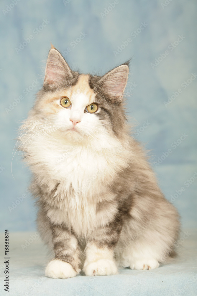 jeune chat des forêts norvégiennes de face en studio, assis jeune chat des forêts norvégiennes de face en studio, assis