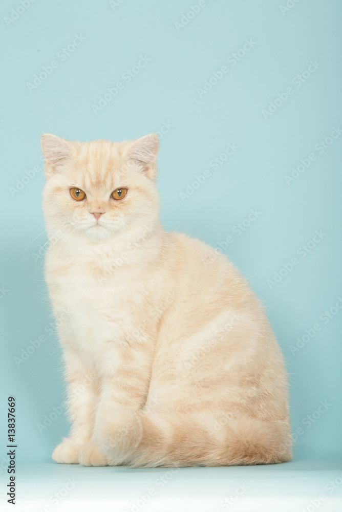 chat british shorthair assis de face,posture féline typique