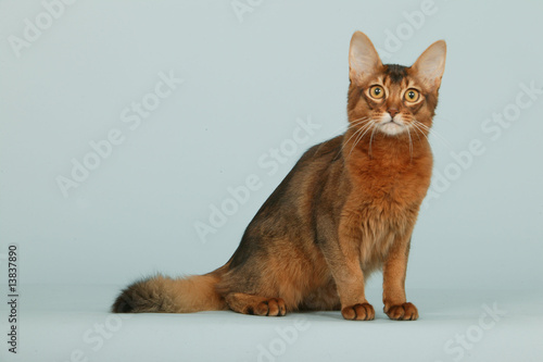 chat somali assis de profil en studio sur fond bleu,détourable photo