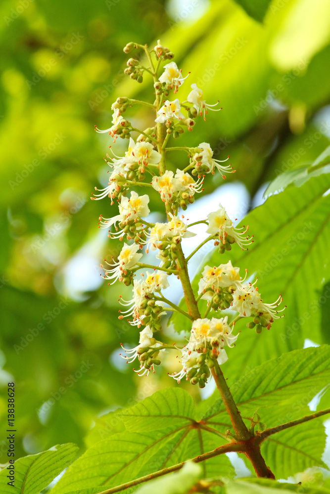 Chestnut blossoms Chestnut blossoms