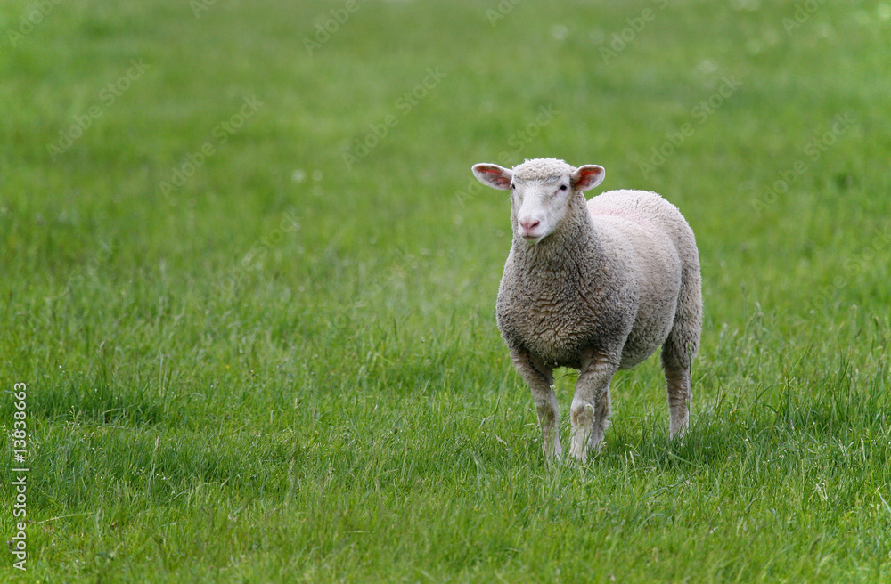 Schaf in saftigem Grünland