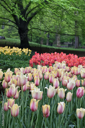 Fototapeta Naklejka Na Ścianę i Meble -  spring tulips in the rain