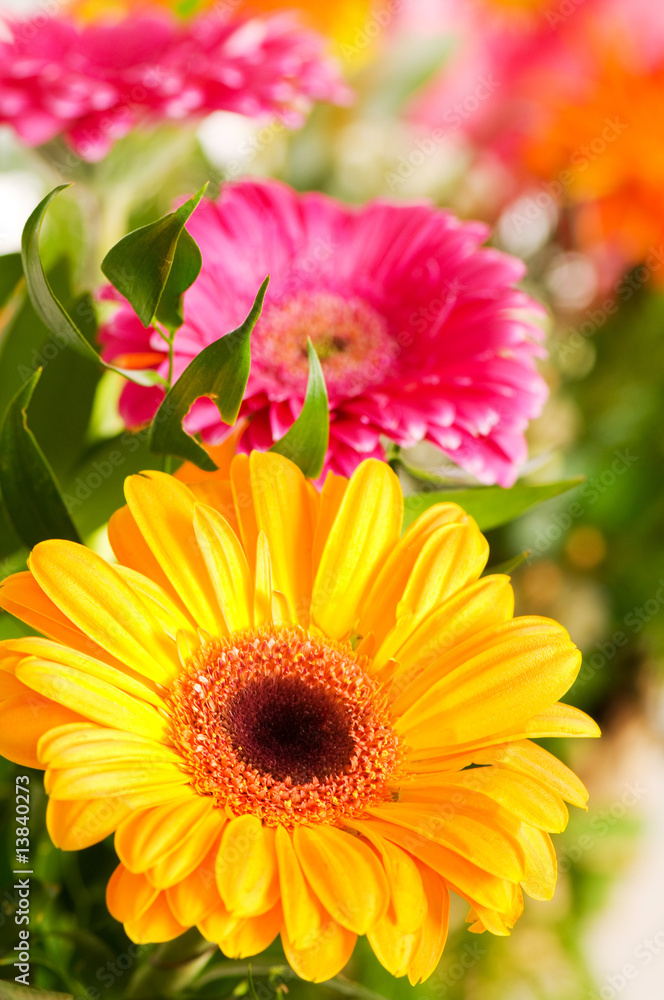 Fototapeta premium Yellow gerbera flower agaisnt green blurred background