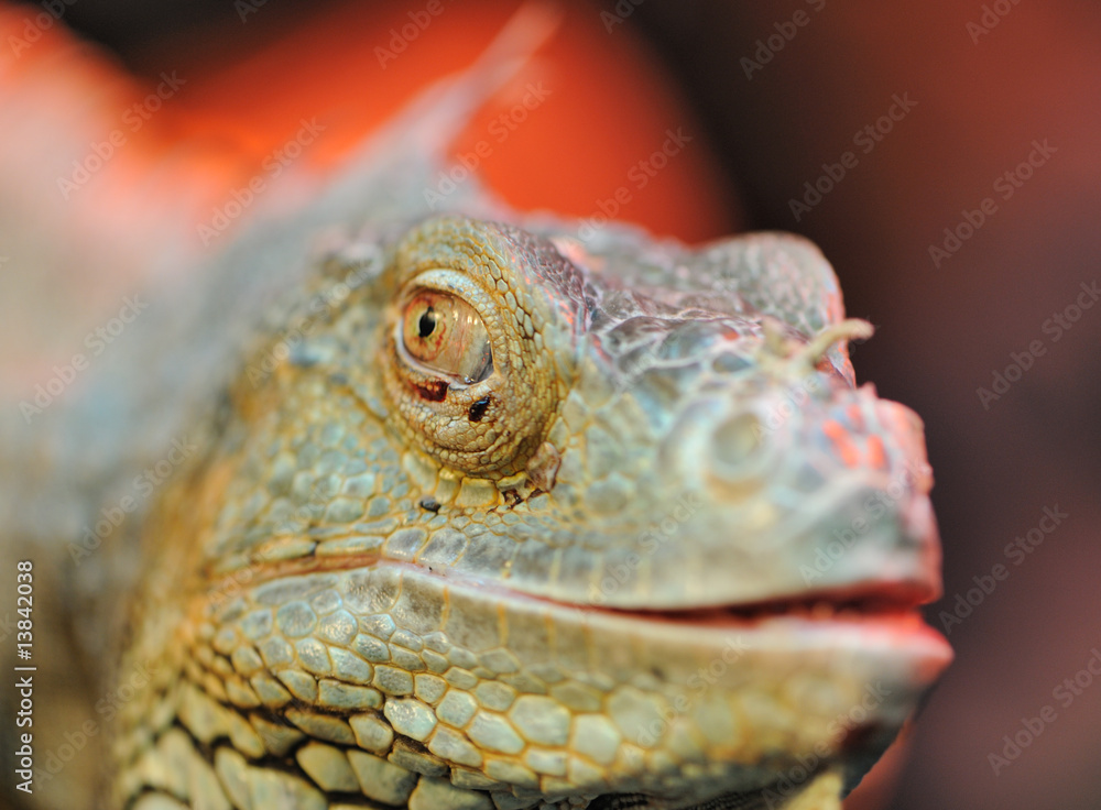 Fototapeta premium iguana