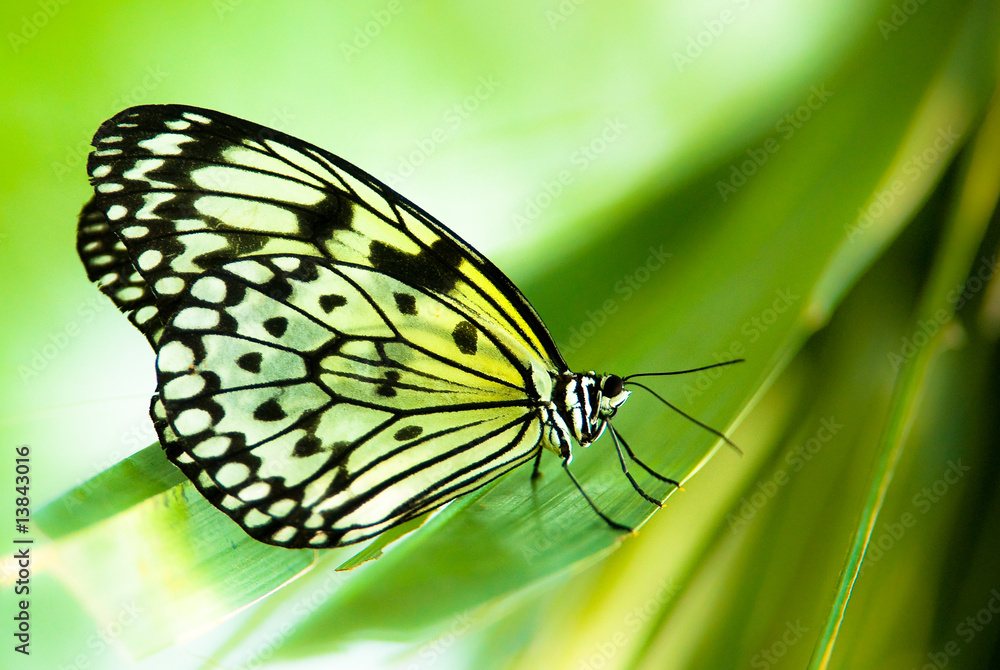 Obraz premium white tree nymph butterfly