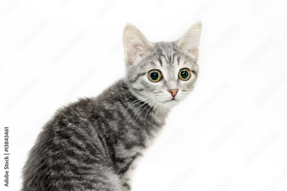 Tabby-cat portrait