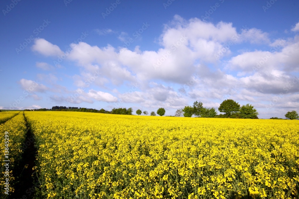 Fototapeta premium field of rape