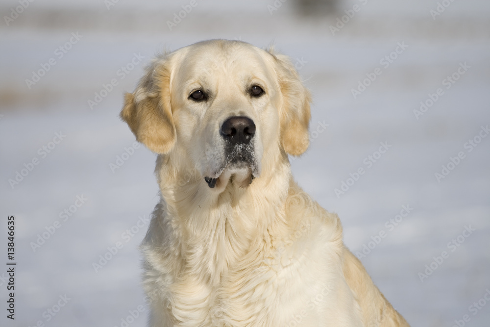 Golden Retriever