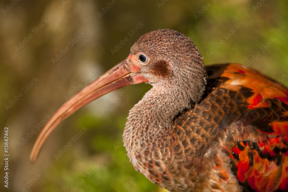 Naklejka premium oiseau