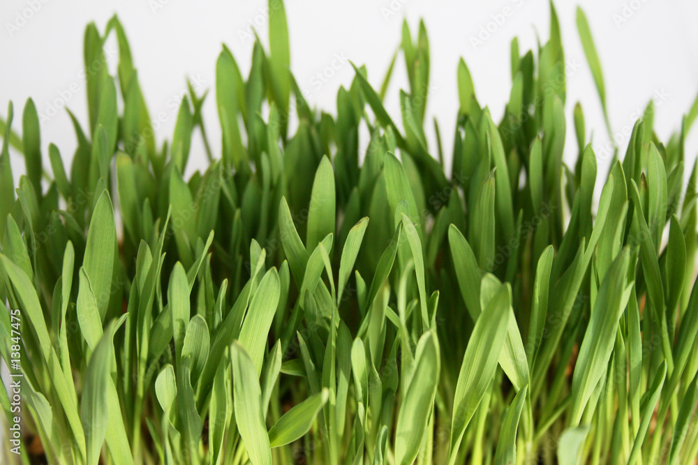 Naklejka premium gras