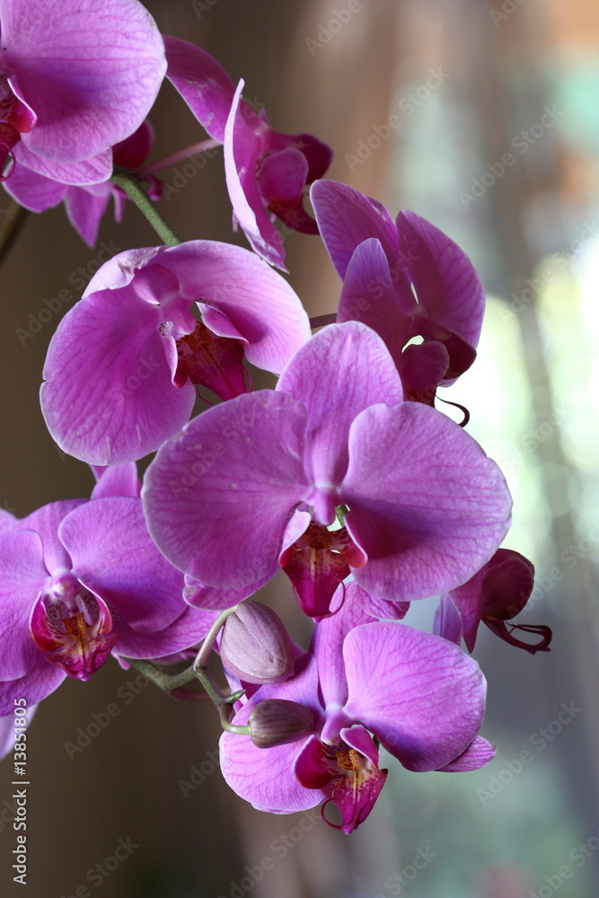 Naklejka premium Orchid