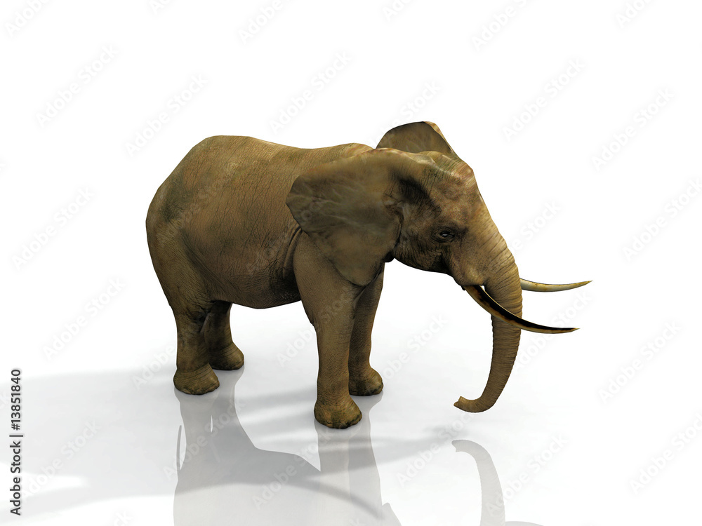 Fototapeta premium éléphant