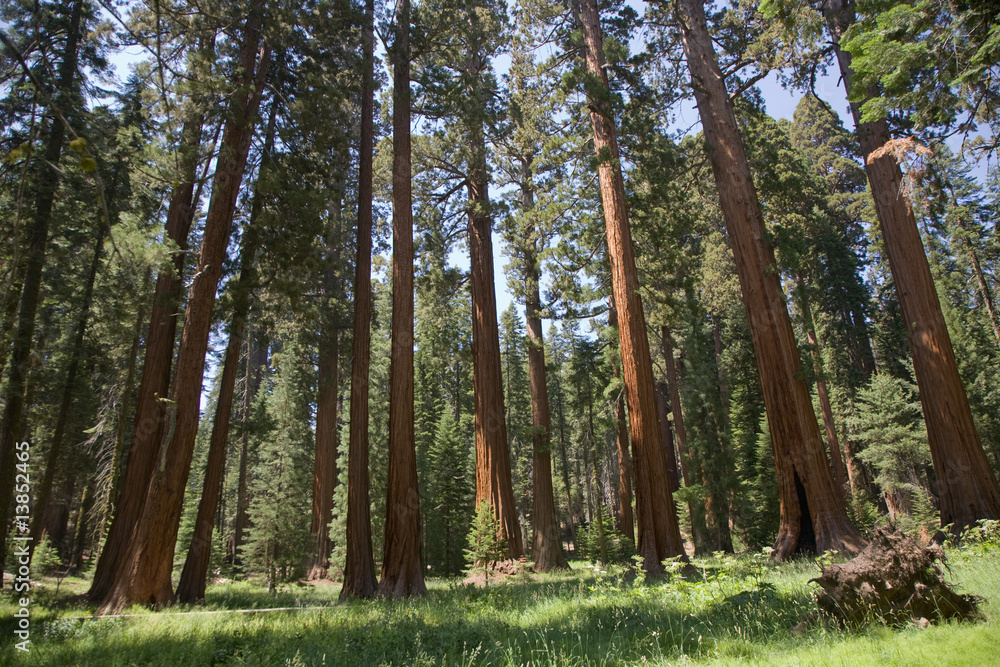 Obraz premium Sequoia National Park, Mammutbäume in der Giant Village Area