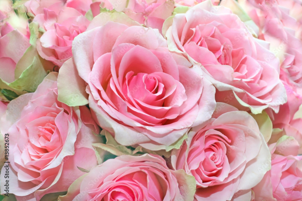 Fresh bouquet of pink roses Fresh bouquet of pink roses