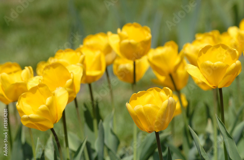 yellow tulip - Tulipa X Hybrida hort. Golden Oxford