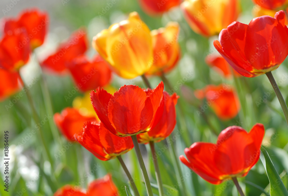 red tulip - Tulipa X Hybrida hort. Oxford red tulip - Tulipa X Hybrida hort. Oxford