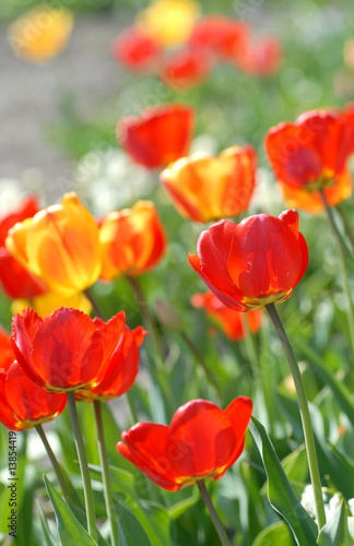 red tulip - Tulipa X Hybrida hort. Parade