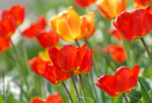 red tulip - Tulipa X Hybrida hort. Oxford