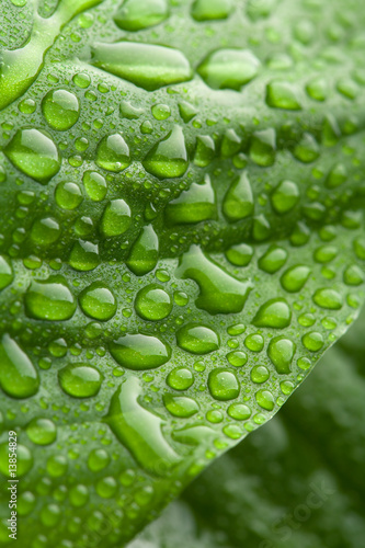 fresh green leaf with water droplets