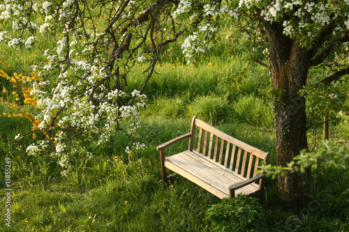 wooden bench under blossoming tree