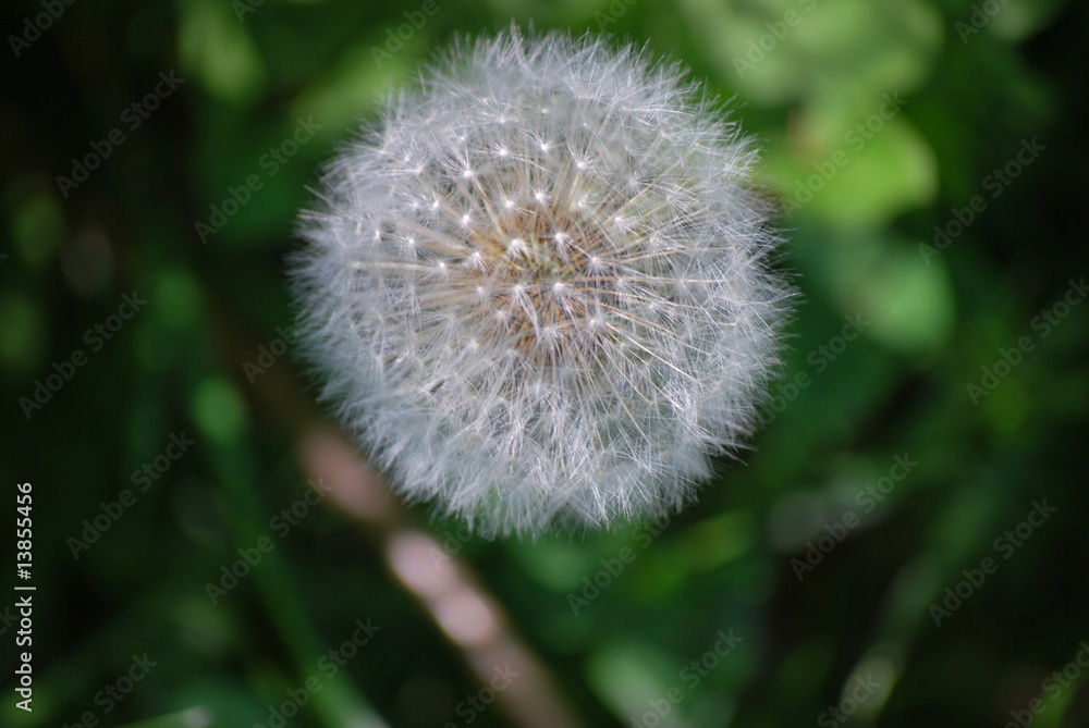 Pusteblume