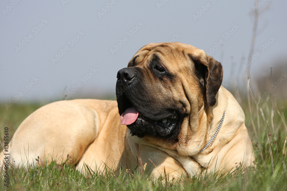 chien mastiff-bullmastiff de trois quart couché dans l'herbe chien mastiff-bullmastiff de trois quart couché dans l'herbe