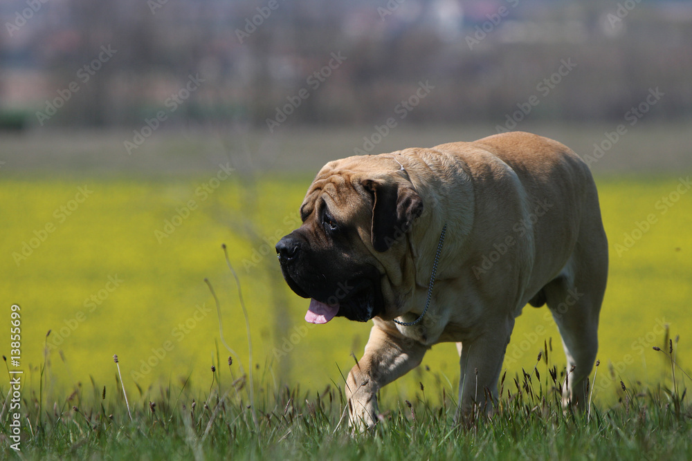 chien mastiff-bullmastiff de trois quarts marchant dans l'herbe