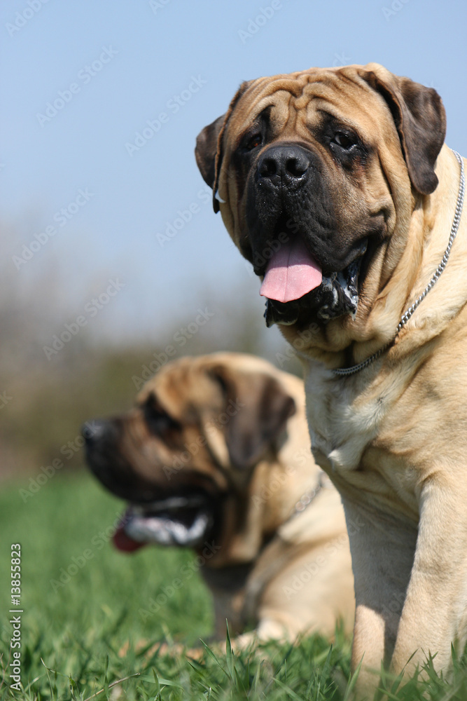 deux chiens mastiff-bullmastiff dans un champ immobiles deux chiens mastiff-bullmastiff dans un champ immobiles