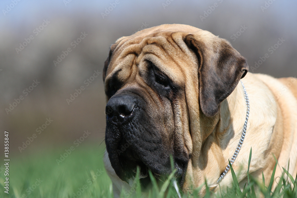 Obraz premium portrait de mastiff de trois quarts couché dans l'herbe- fanon