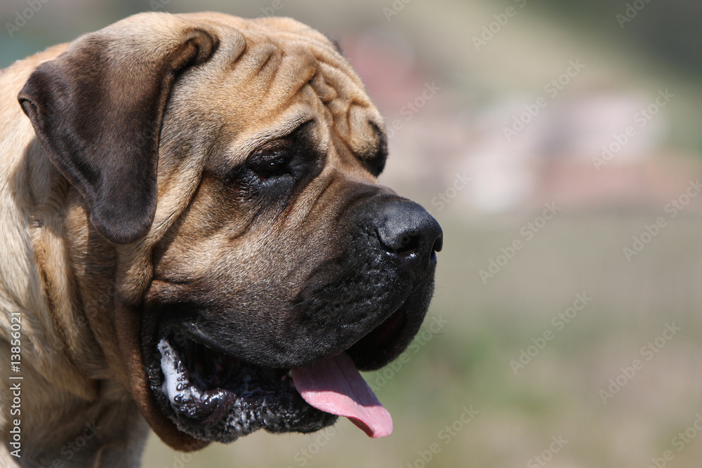 tête de chien mastiff-bullmastiff de profil -beau masque foncé