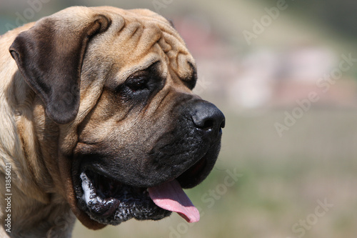 tête de chien mastiff-bullmastiff de profil -beau masque foncé