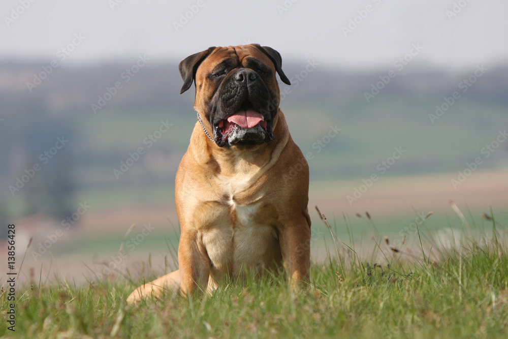 chien mastiff-bullmastiff de face assis dans l'herbe chien mastiff-bullmastiff de face assis dans l'herbe