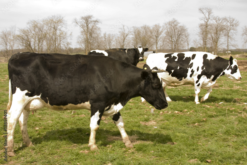 Wisconsin Holstein dairy cows