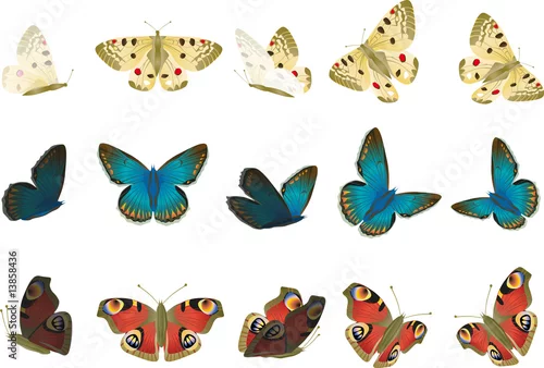 Obraz schmetterlinge tagpfauenauge, apollo, blaeuling