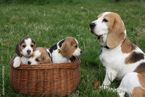 Beaglehündin mit ihren Welpen photo