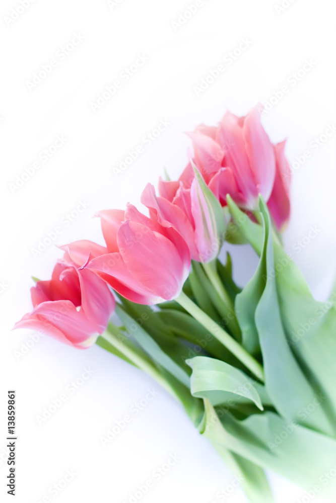 Red tulips are wrapped paper around Red tulips are wrapped paper around